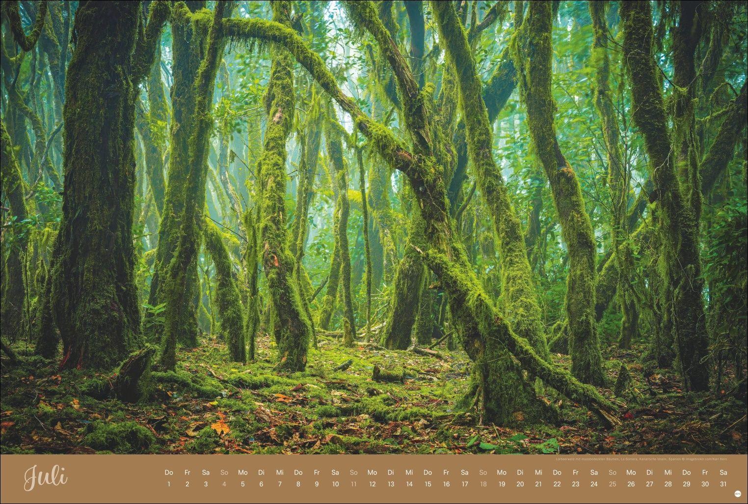 Beispielinhalt (Bild) Zauberwälder Edition Kalender 2027