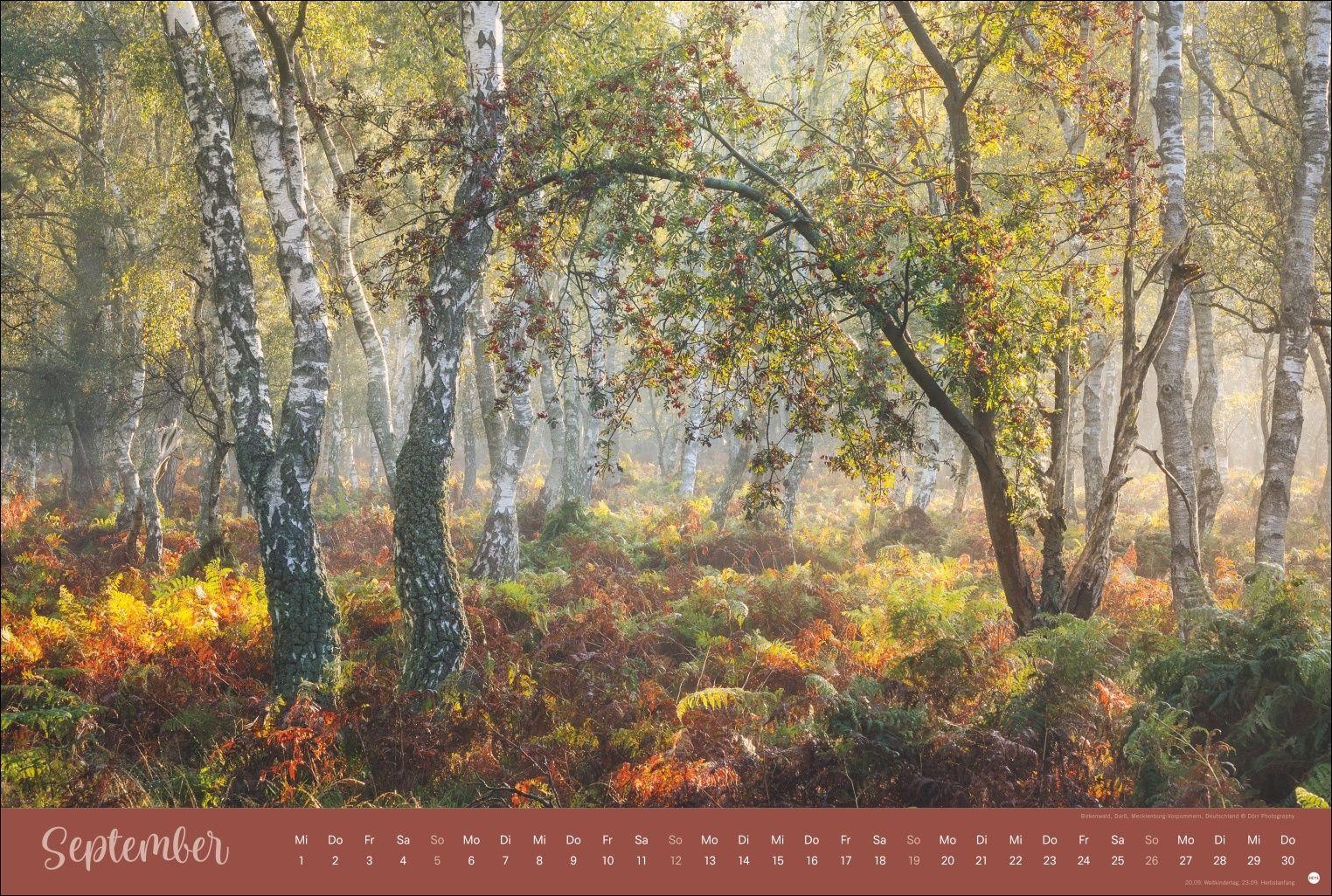 Beispielinhalt (Bild) Zauberwälder Edition Kalender 2027