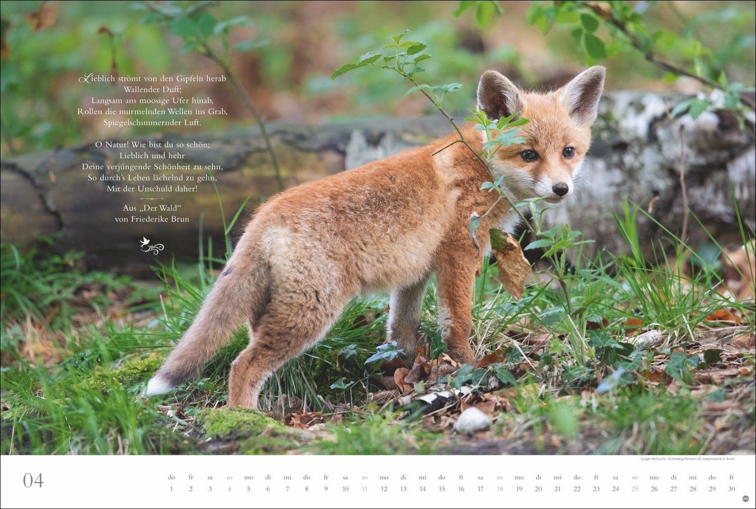 Beispielinhalt (Bild) Der deutsche Wald - Ein literarischer Spaziergang Kalender 2027 - Ein literarischer Spaziergang