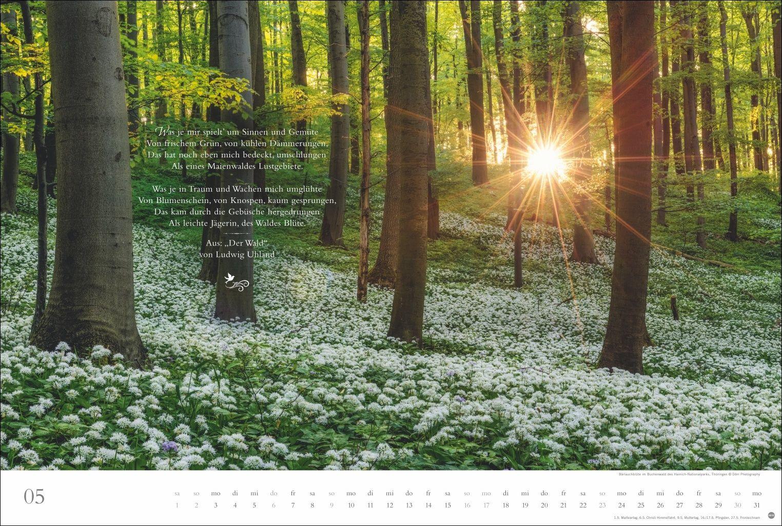 Beispielinhalt (Bild) Der deutsche Wald - Ein literarischer Spaziergang Kalender 2027 - Ein literarischer Spaziergang