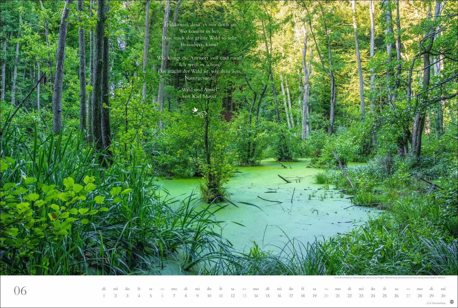 Beispielinhalt (Bild) Der deutsche Wald - Ein literarischer Spaziergang Kalender 2027 - Ein literarischer Spaziergang