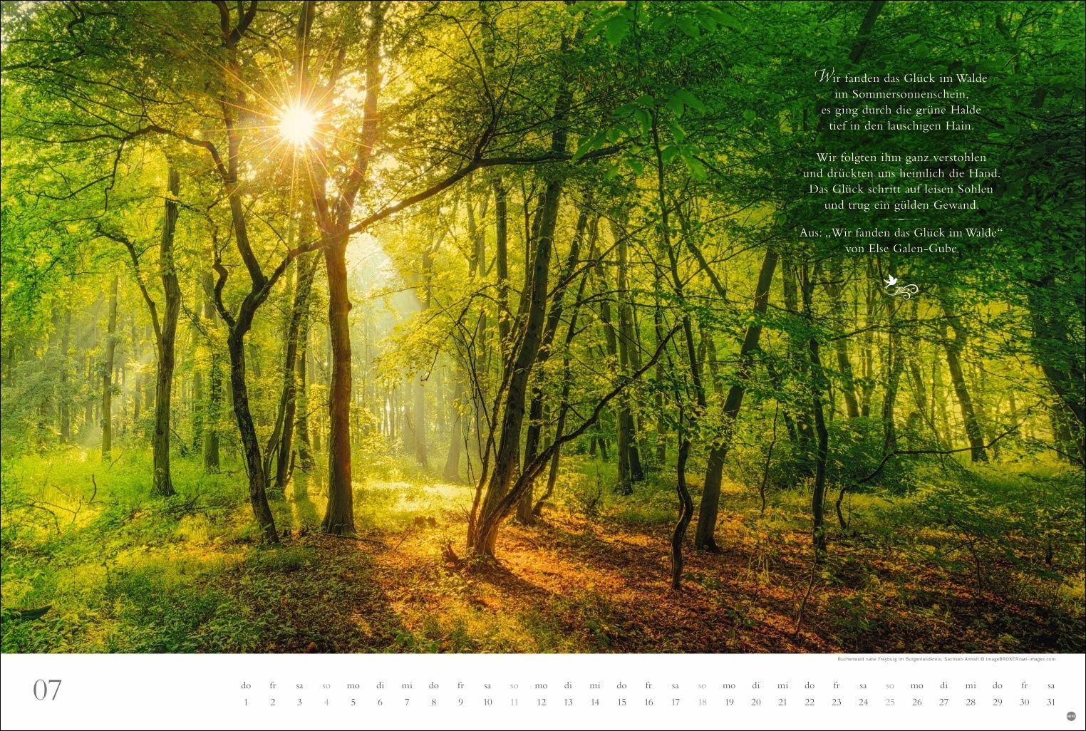 Beispielinhalt (Bild) Der deutsche Wald - Ein literarischer Spaziergang Kalender 2027 - Ein literarischer Spaziergang