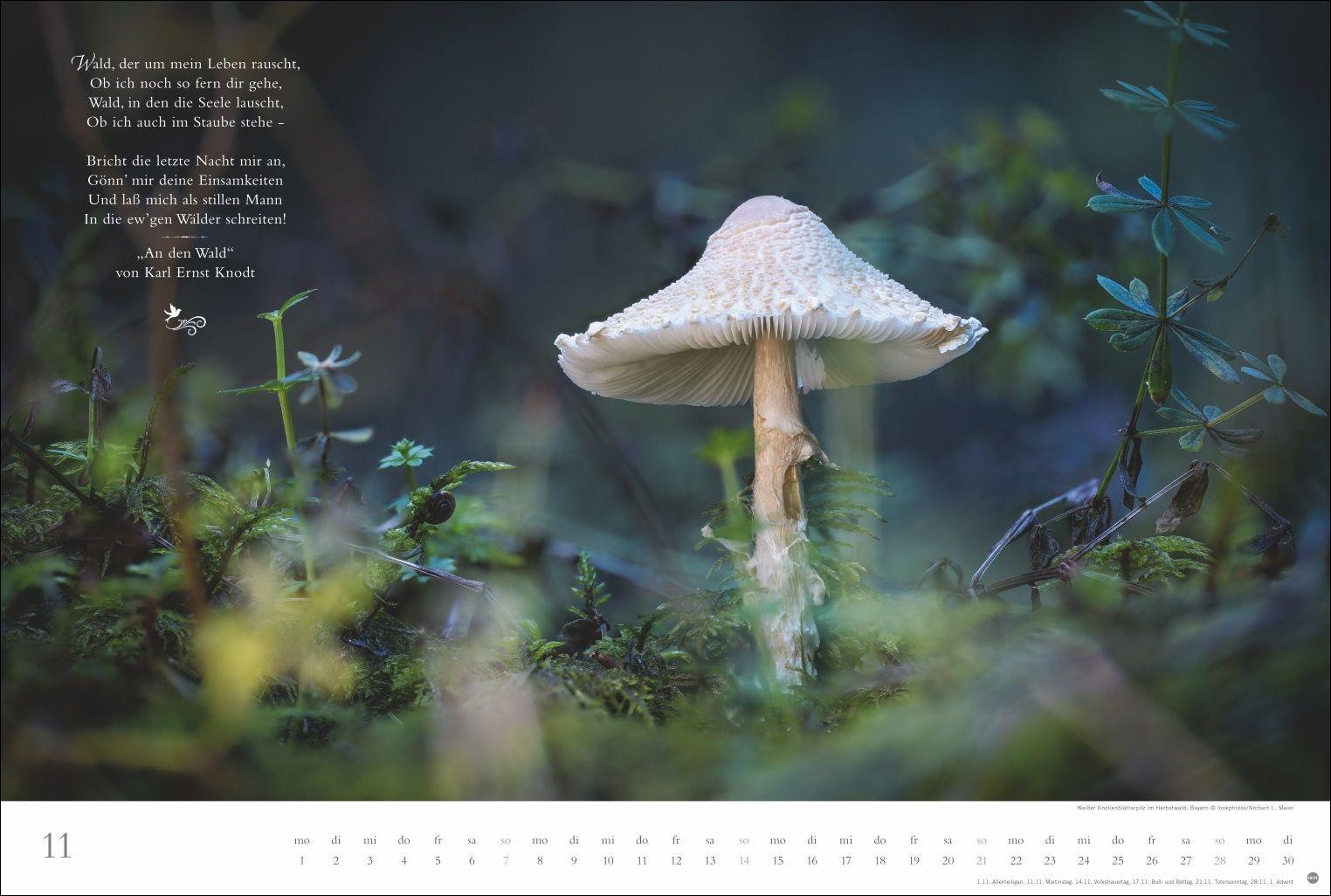 Beispielinhalt (Bild) Der deutsche Wald - Ein literarischer Spaziergang Kalender 2027 - Ein literarischer Spaziergang