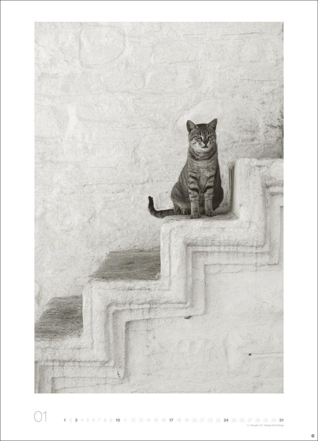 Beispielinhalt (Bild) Cats Edition Kalender 2027