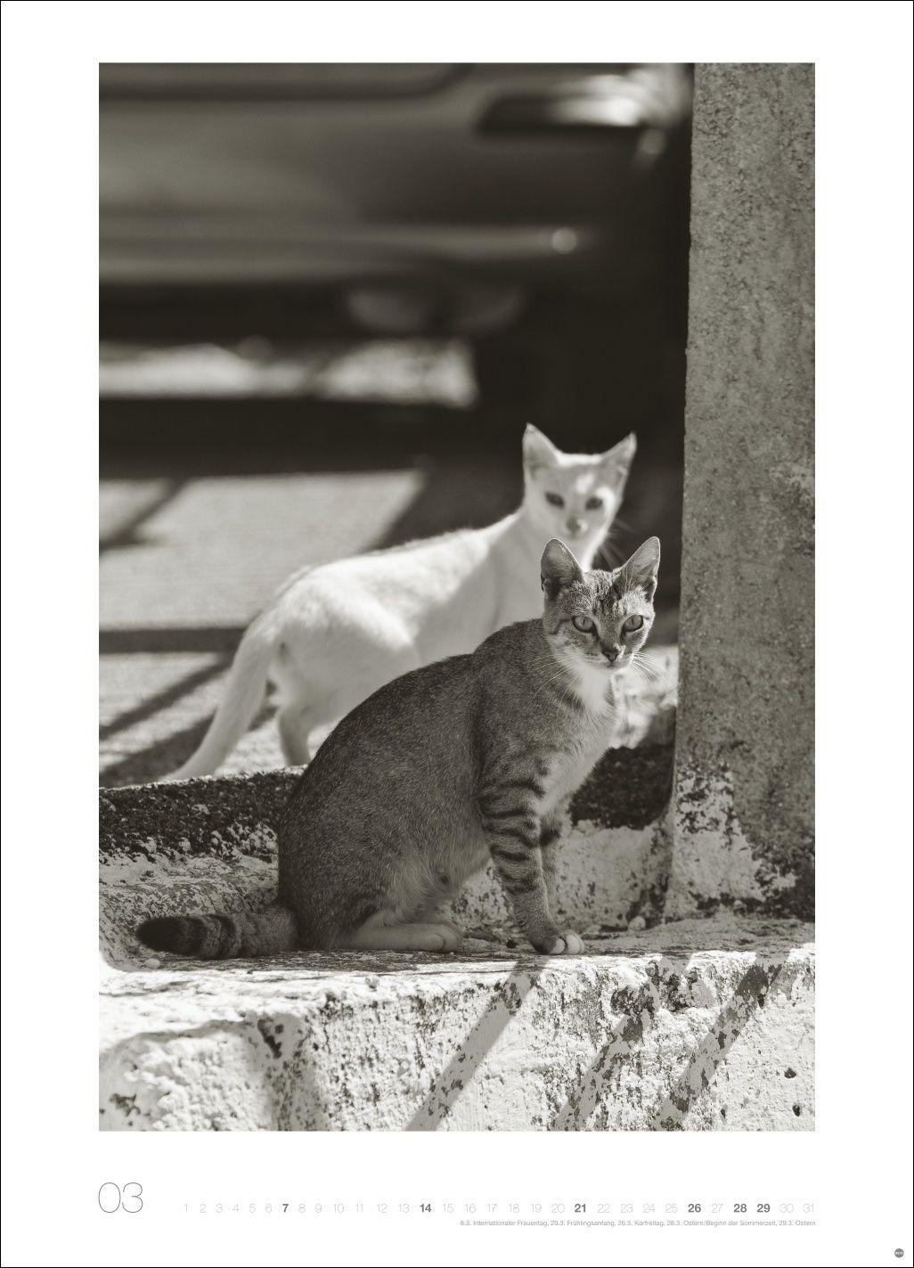 Beispielinhalt (Bild) Cats Edition Kalender 2027