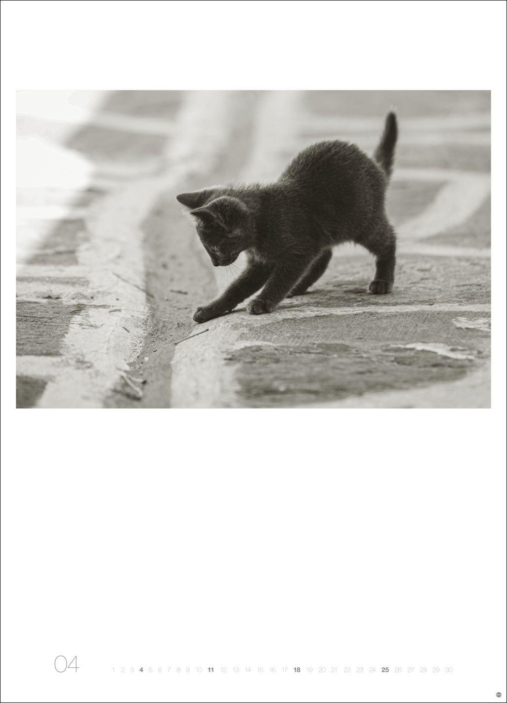 Beispielinhalt (Bild) Cats Edition Kalender 2027