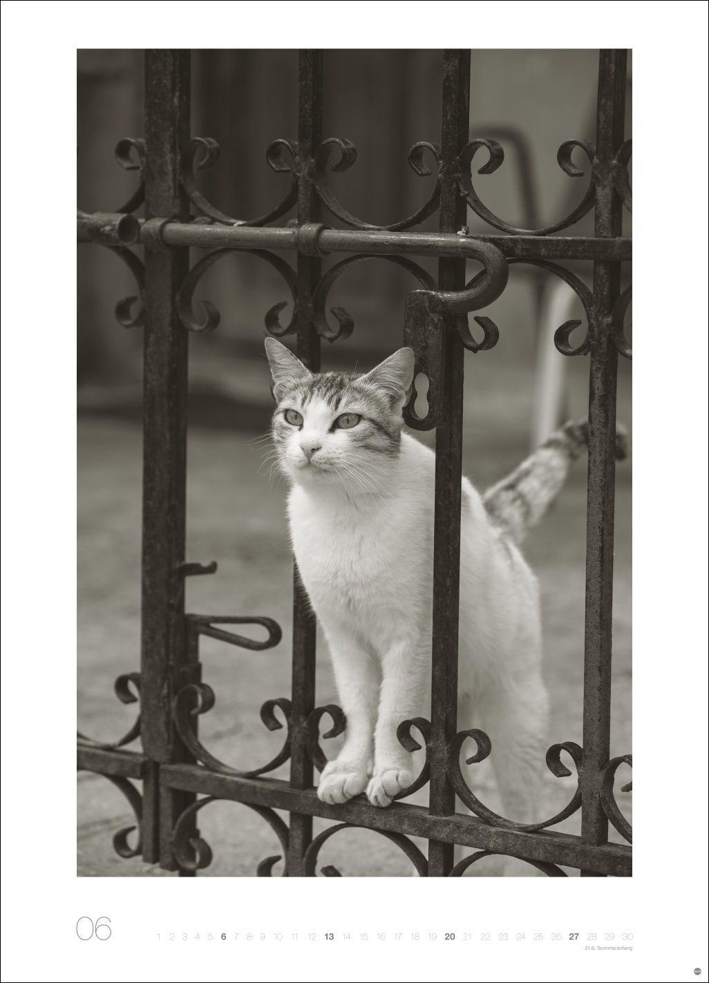 Beispielinhalt (Bild) Cats Edition Kalender 2027