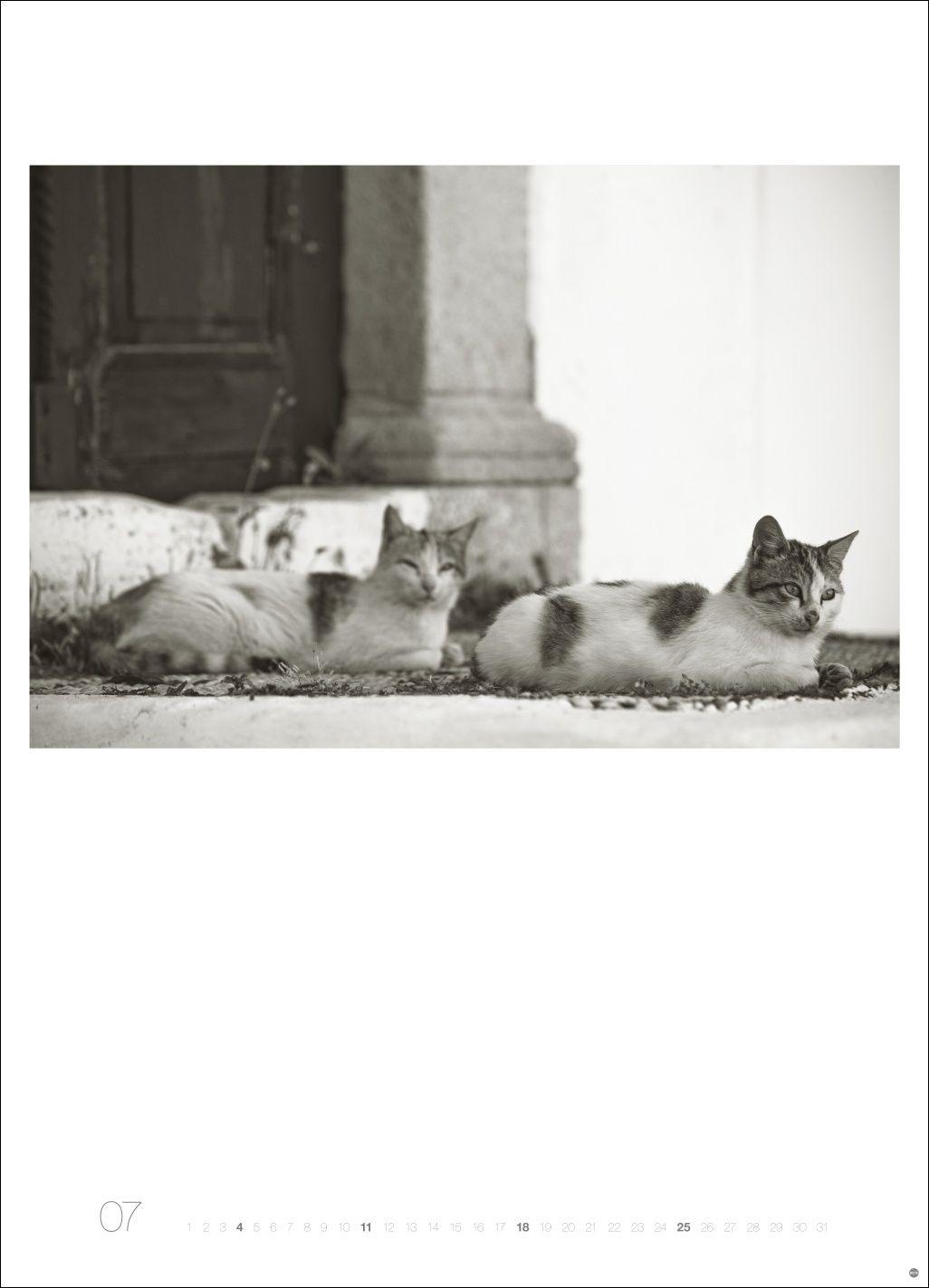 Beispielinhalt (Bild) Cats Edition Kalender 2027