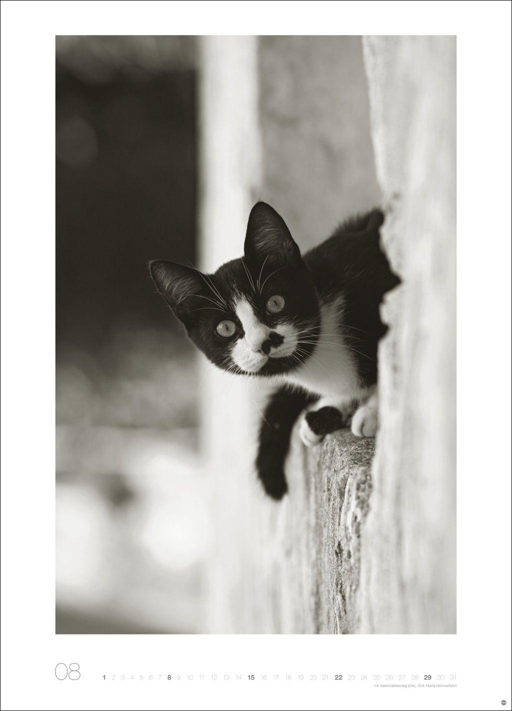 Beispielinhalt (Bild) Cats Edition Kalender 2027