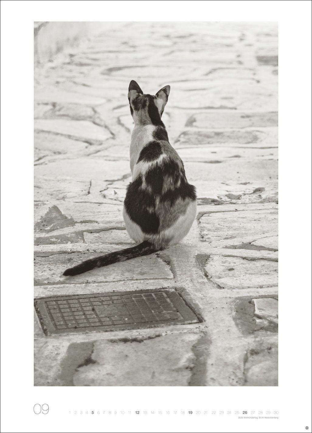 Beispielinhalt (Bild) Cats Edition Kalender 2027