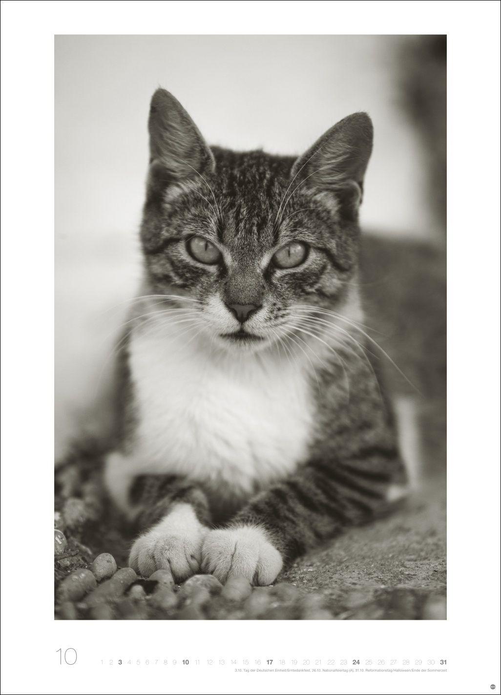 Beispielinhalt (Bild) Cats Edition Kalender 2027