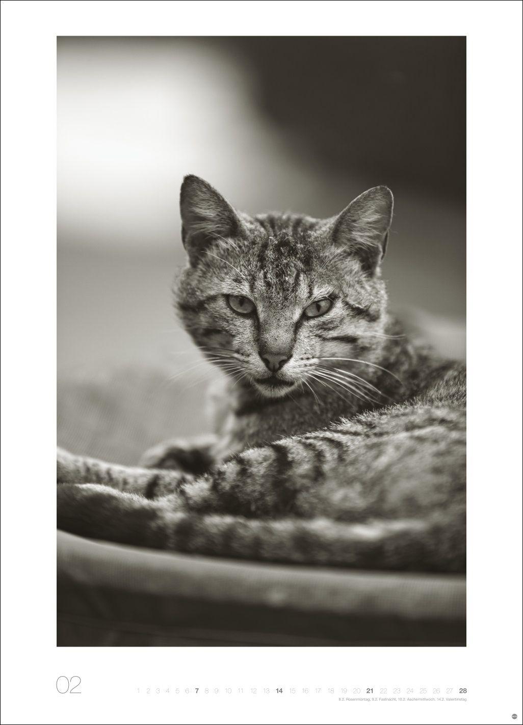Beispielinhalt (Bild) Cats Edition Kalender 2027