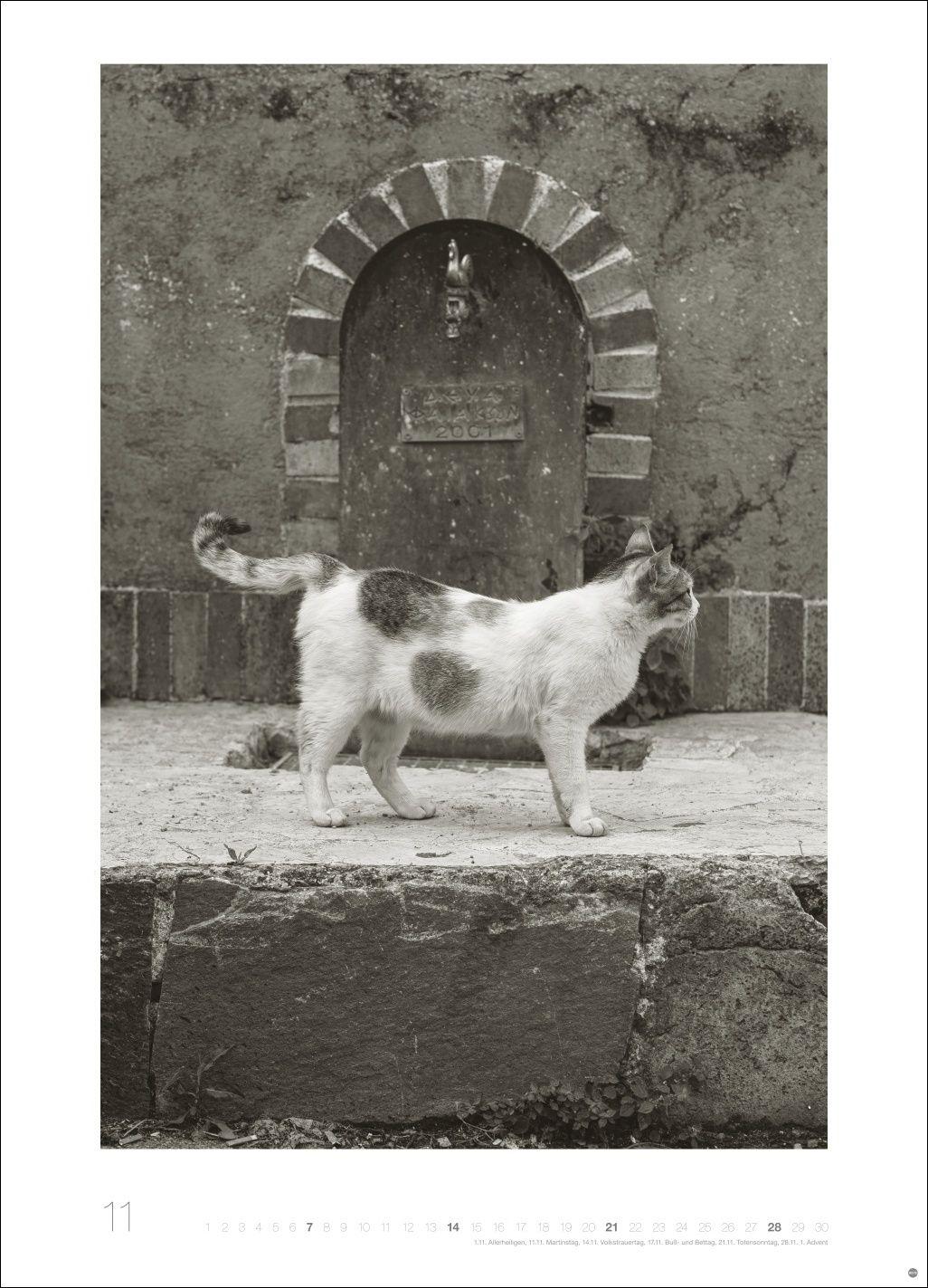 Beispielinhalt (Bild) Cats Edition Kalender 2027