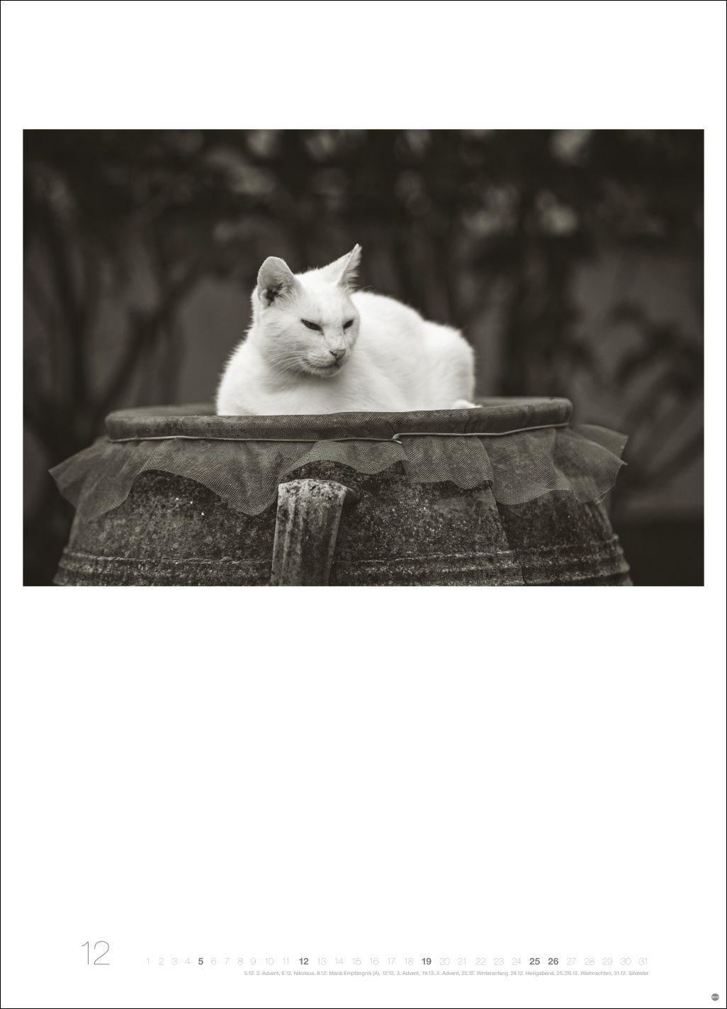 Beispielinhalt (Bild) Cats Edition Kalender 2027