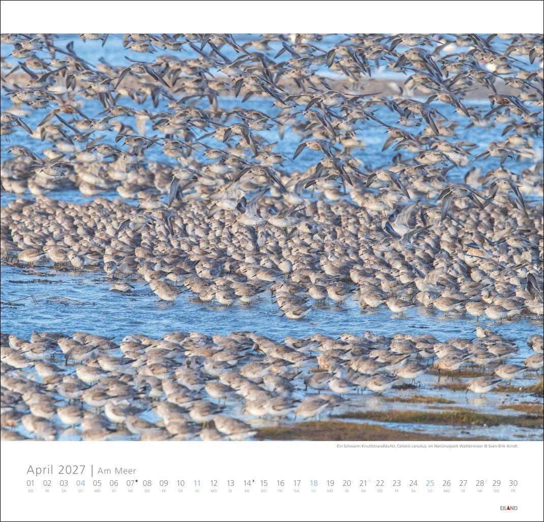 Beispielinhalt (Bild) Am Meer Edition Kalender 2027 - Sand, Wind und Wellen