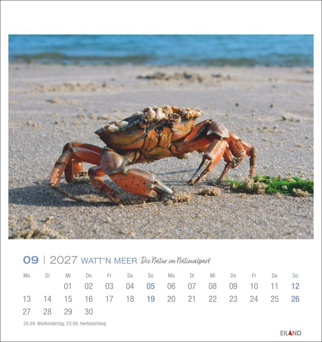 Beispielinhalt (Bild) Watt'n Meer Postkartenkalender 2027 - Die Natur im Nationalpark