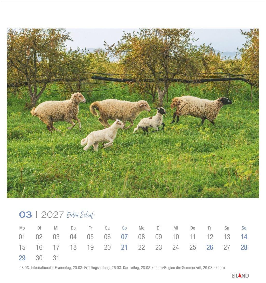 Beispielinhalt (Bild) Extra Schaf Postkartenkalender 2027