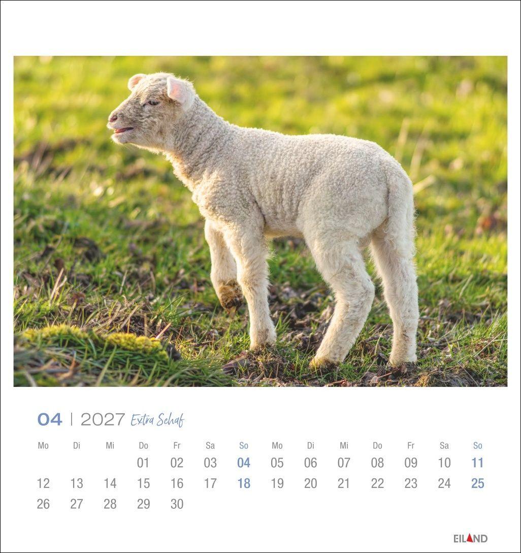 Beispielinhalt (Bild) Extra Schaf Postkartenkalender 2027