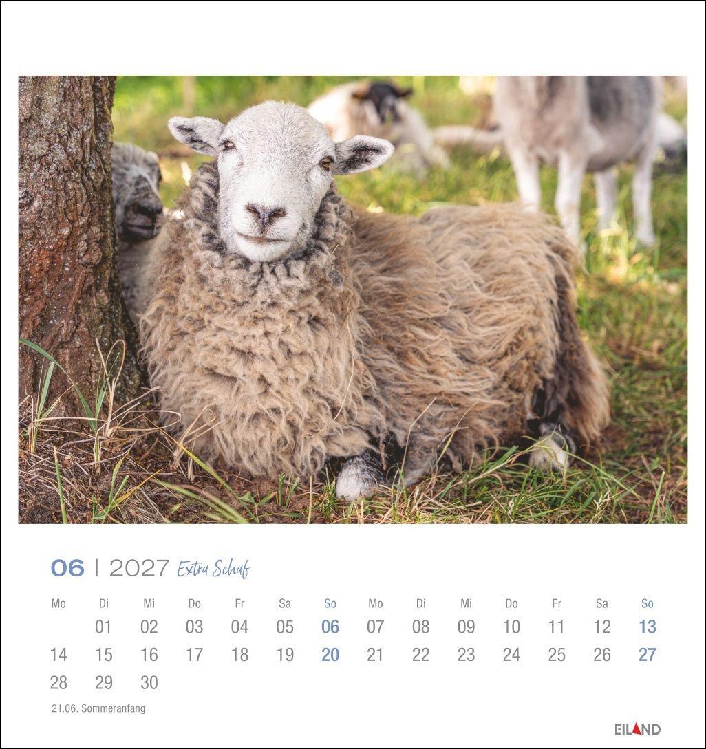 Beispielinhalt (Bild) Extra Schaf Postkartenkalender 2027