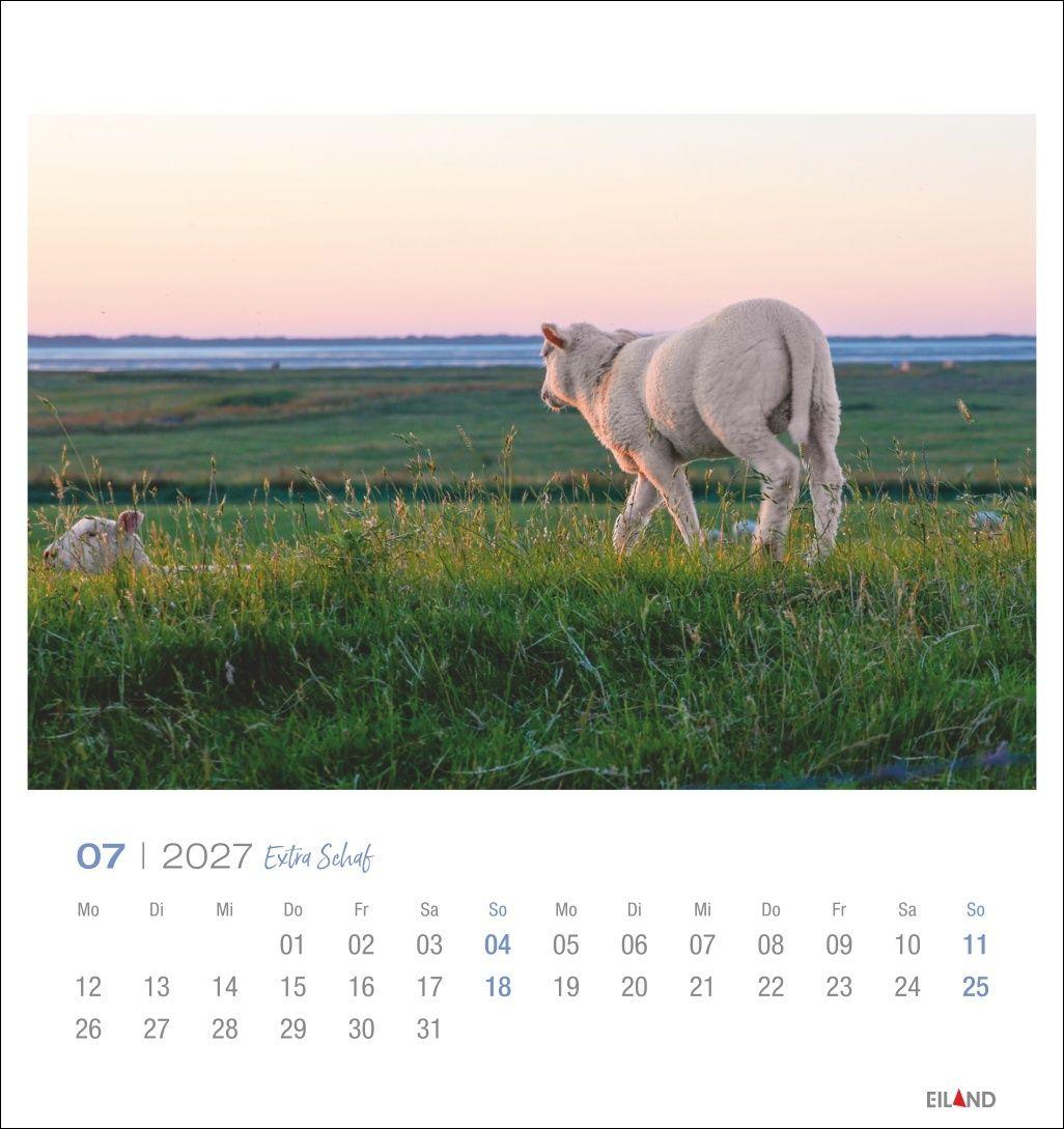 Beispielinhalt (Bild) Extra Schaf Postkartenkalender 2027