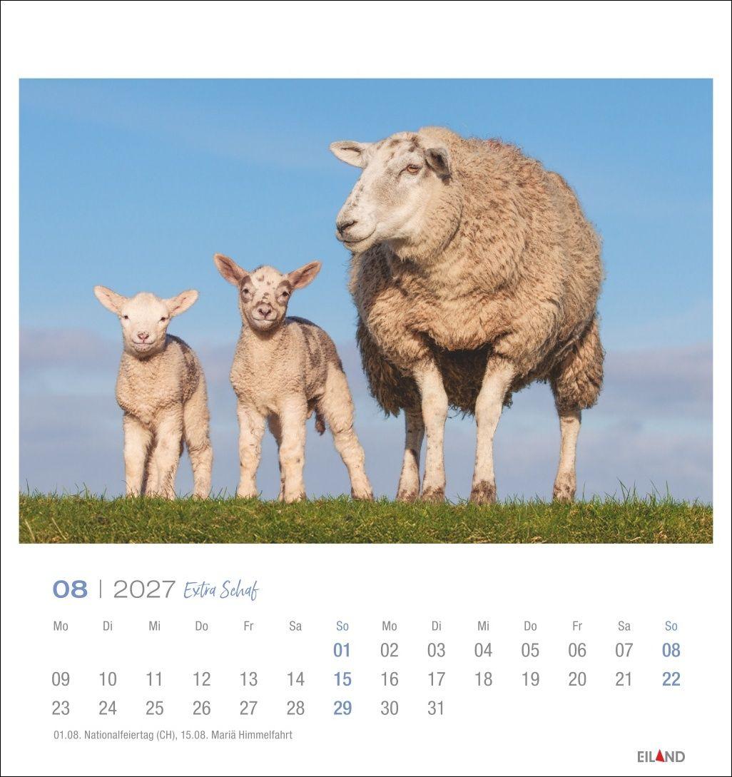 Beispielinhalt (Bild) Extra Schaf Postkartenkalender 2027