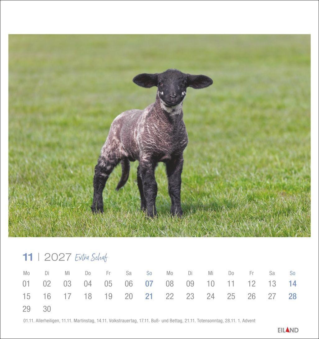 Beispielinhalt (Bild) Extra Schaf Postkartenkalender 2027