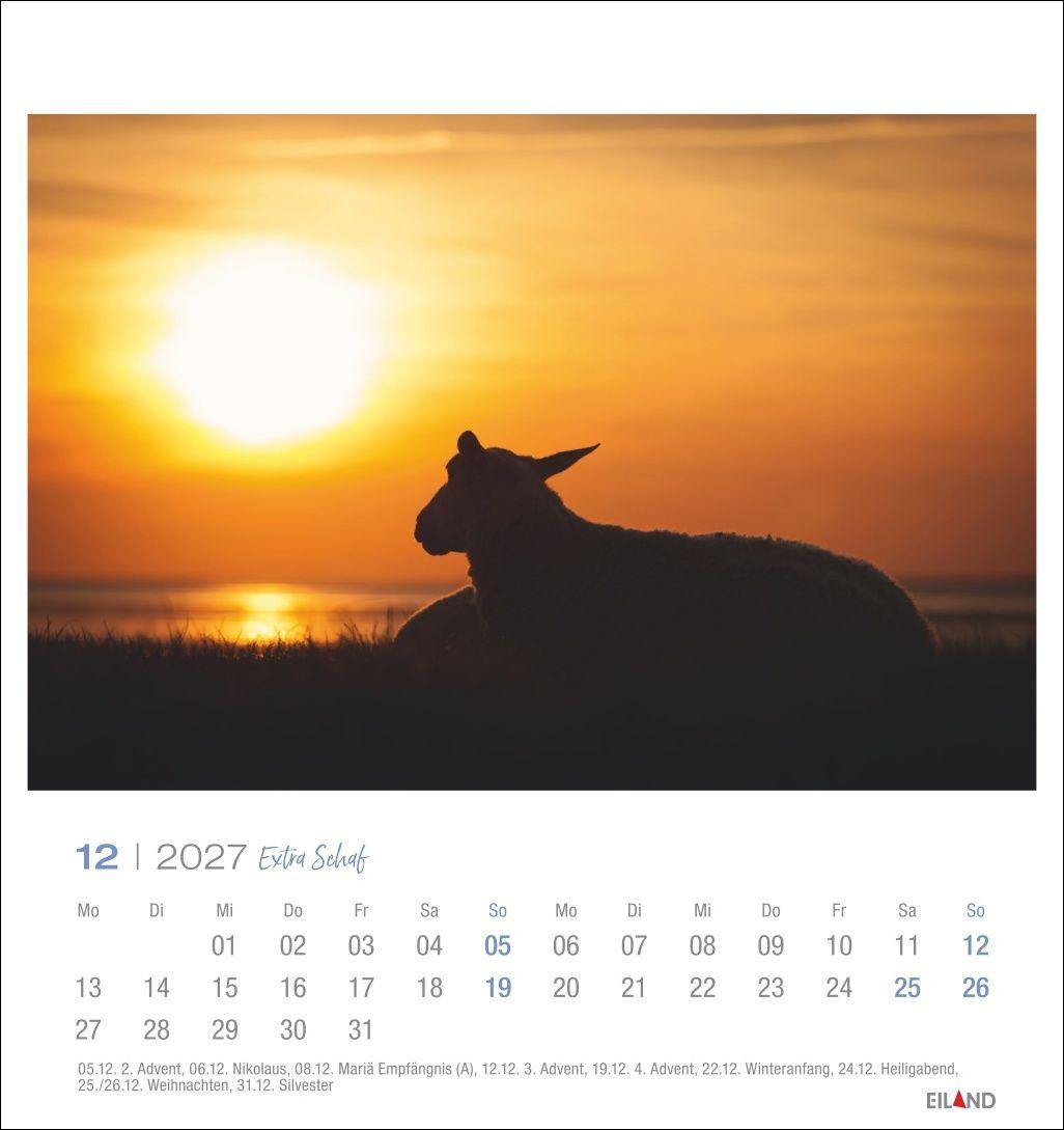 Beispielinhalt (Bild) Extra Schaf Postkartenkalender 2027