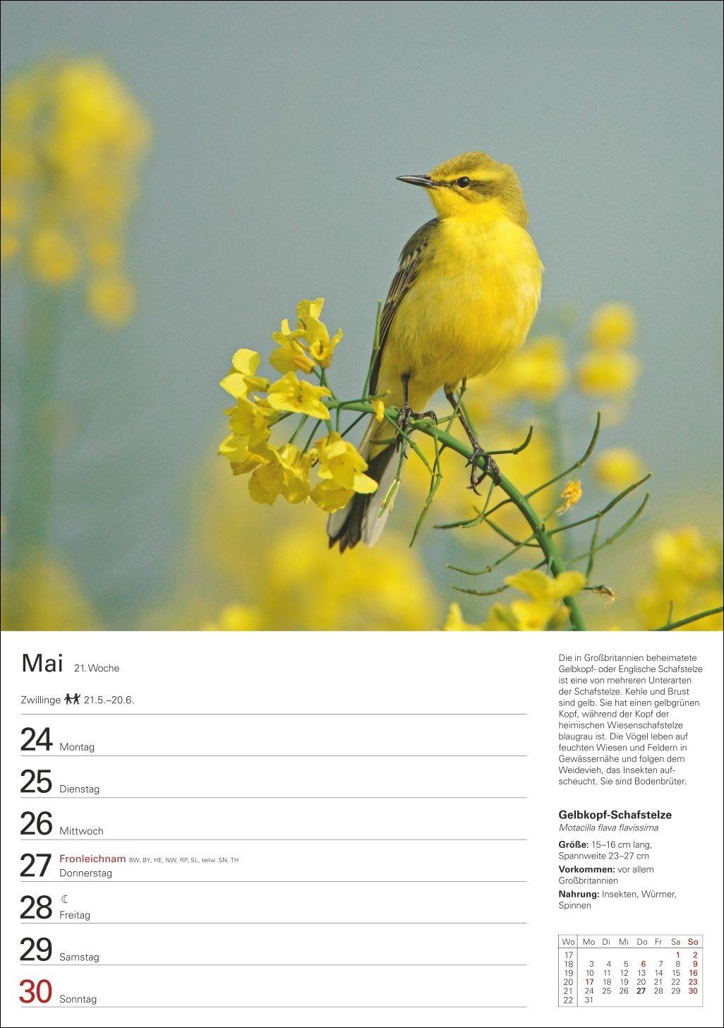 Beispielinhalt (Bild) Heimische Vögel Wochenplaner 2027 - 53 faszinierende Fotografien