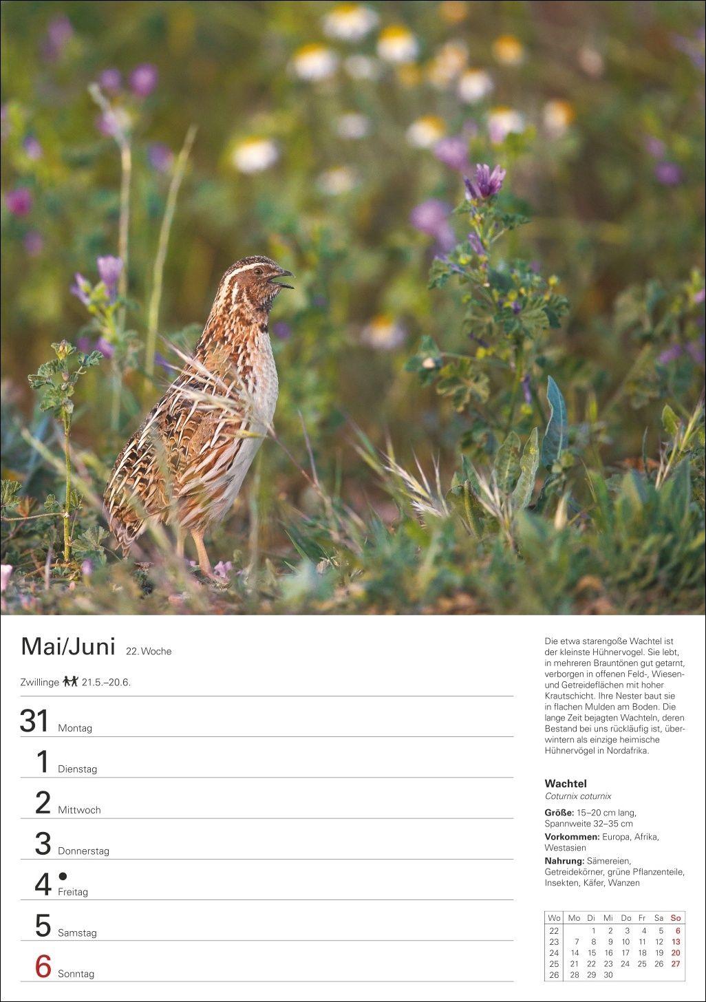 Beispielinhalt (Bild) Heimische Vögel Wochenplaner 2027 - 53 faszinierende Fotografien