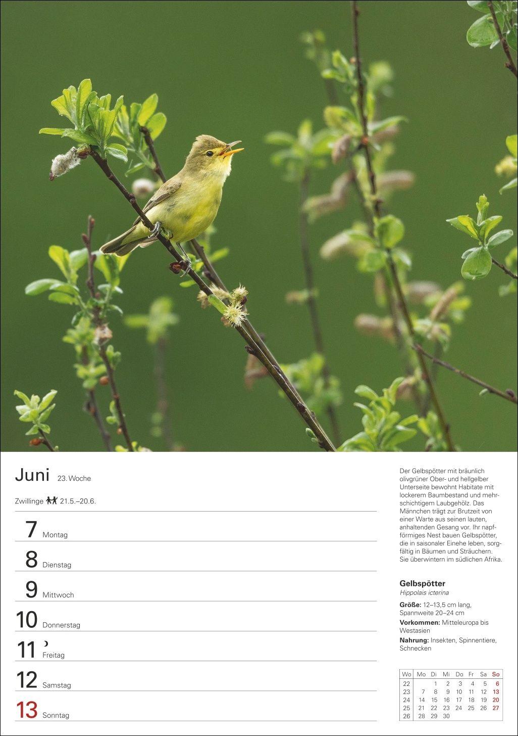 Beispielinhalt (Bild) Heimische Vögel Wochenplaner 2027 - 53 faszinierende Fotografien