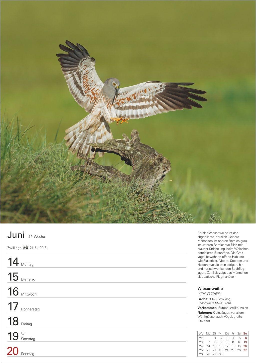 Beispielinhalt (Bild) Heimische Vögel Wochenplaner 2027 - 53 faszinierende Fotografien