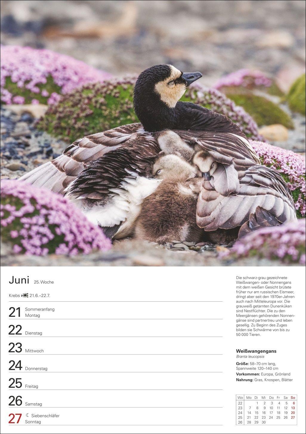 Beispielinhalt (Bild) Heimische Vögel Wochenplaner 2027 - 53 faszinierende Fotografien