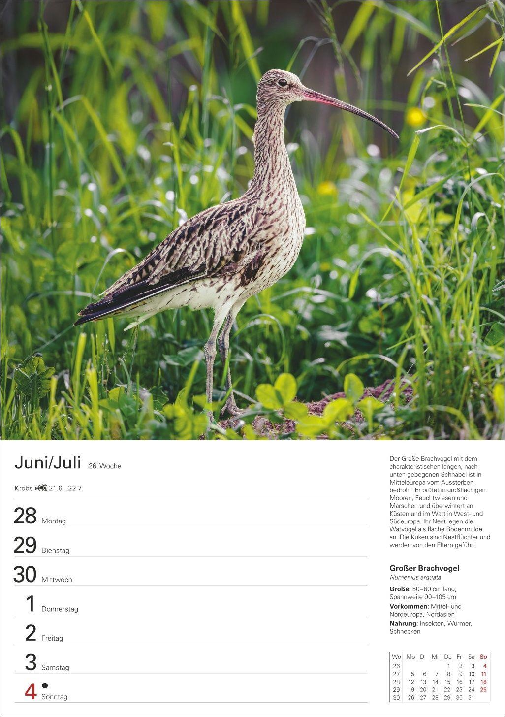 Beispielinhalt (Bild) Heimische Vögel Wochenplaner 2027 - 53 faszinierende Fotografien