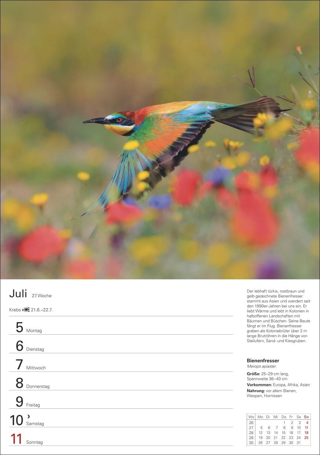 Beispielinhalt (Bild) Heimische Vögel Wochenplaner 2027 - 53 faszinierende Fotografien