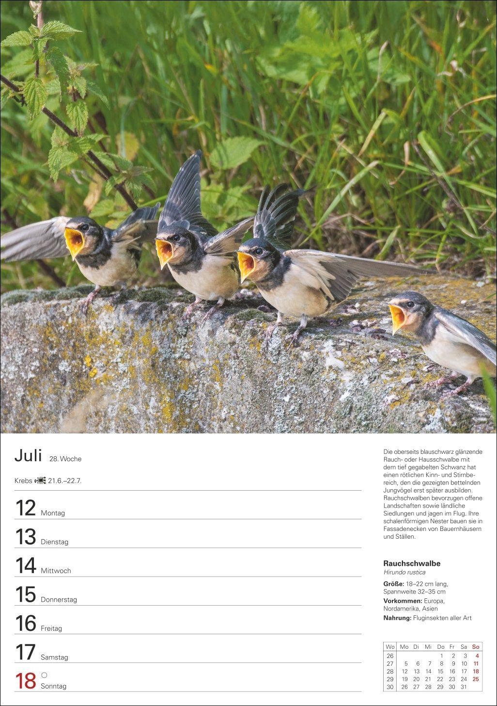 Beispielinhalt (Bild) Heimische Vögel Wochenplaner 2027 - 53 faszinierende Fotografien