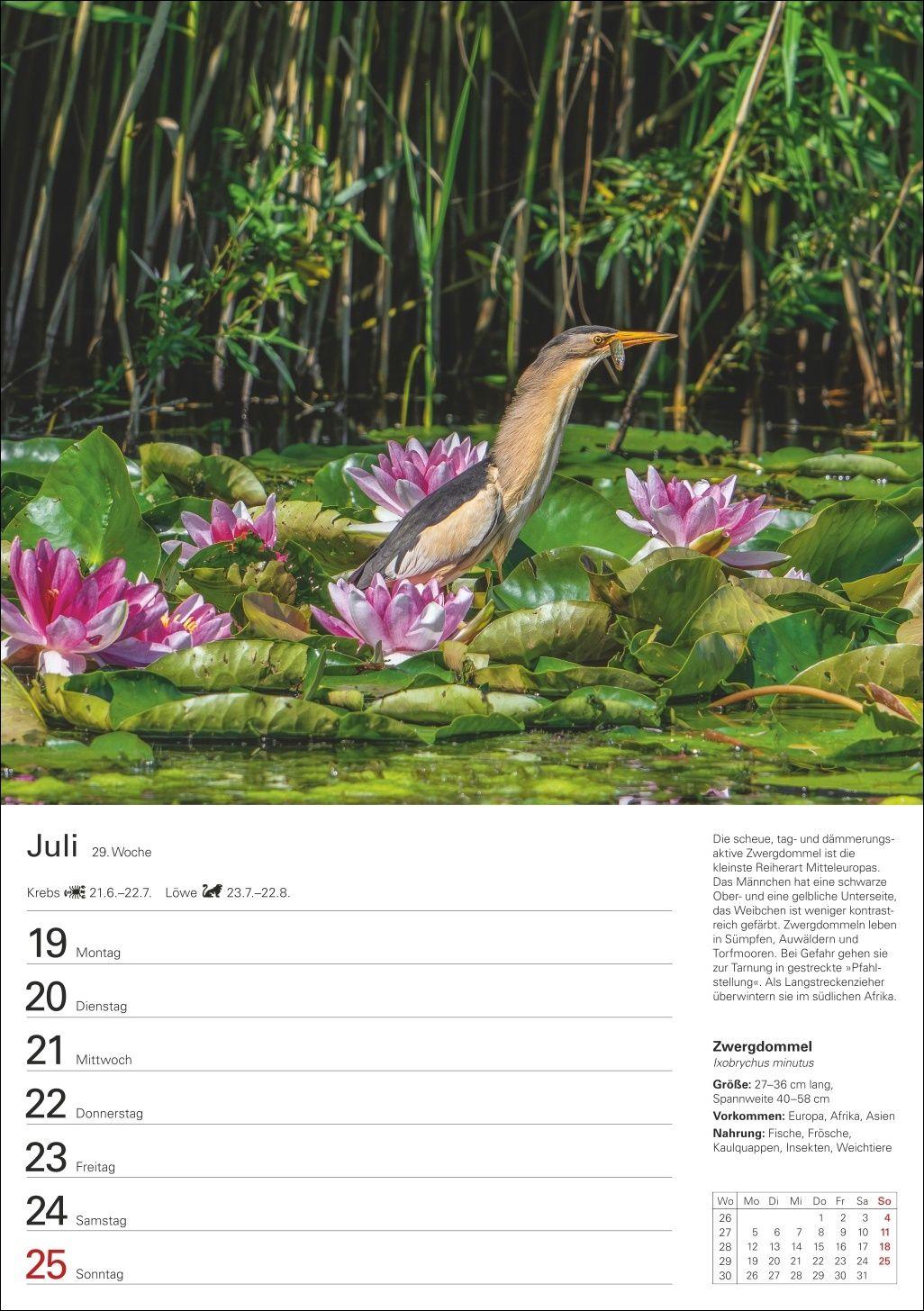 Beispielinhalt (Bild) Heimische Vögel Wochenplaner 2027 - 53 faszinierende Fotografien