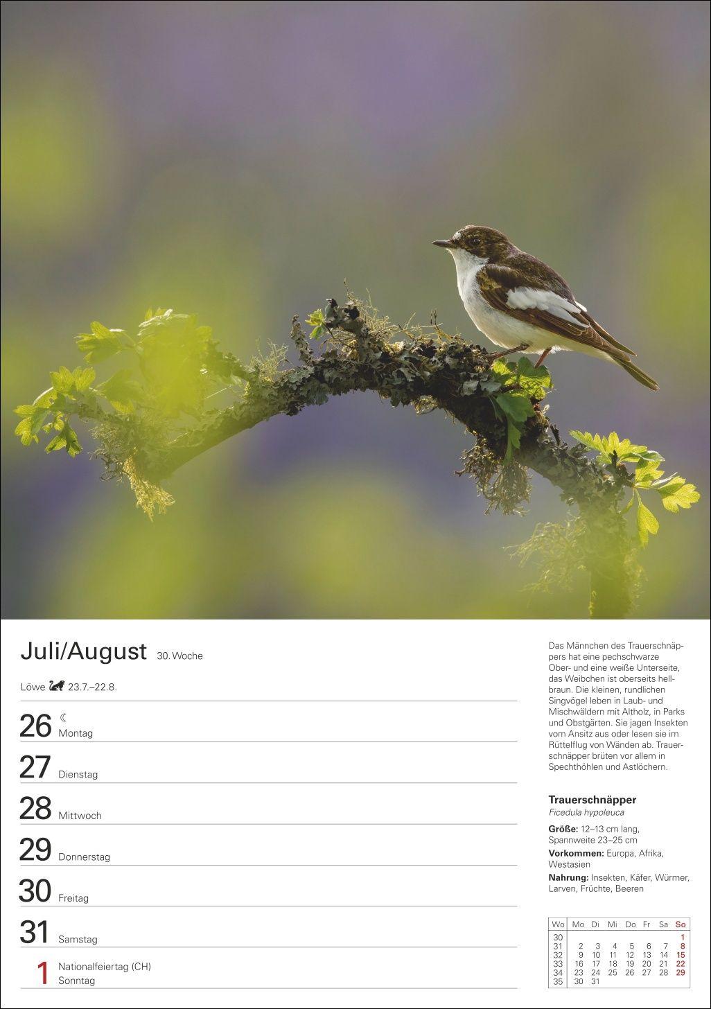 Beispielinhalt (Bild) Heimische Vögel Wochenplaner 2027 - 53 faszinierende Fotografien