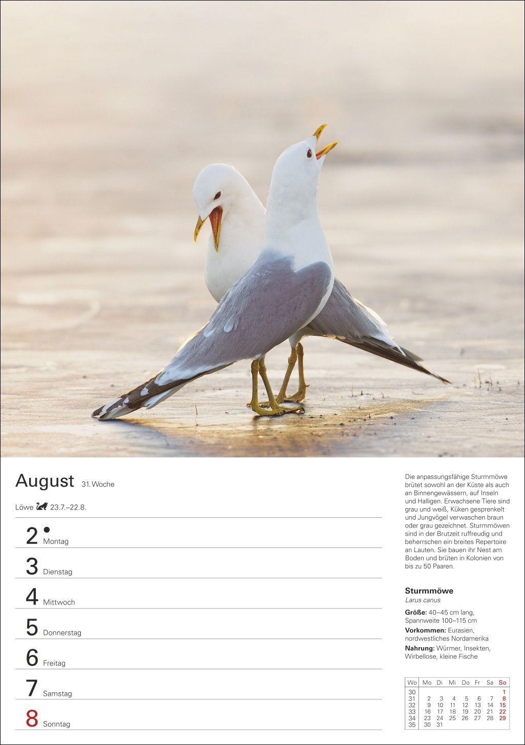 Beispielinhalt (Bild) Heimische Vögel Wochenplaner 2027 - 53 faszinierende Fotografien