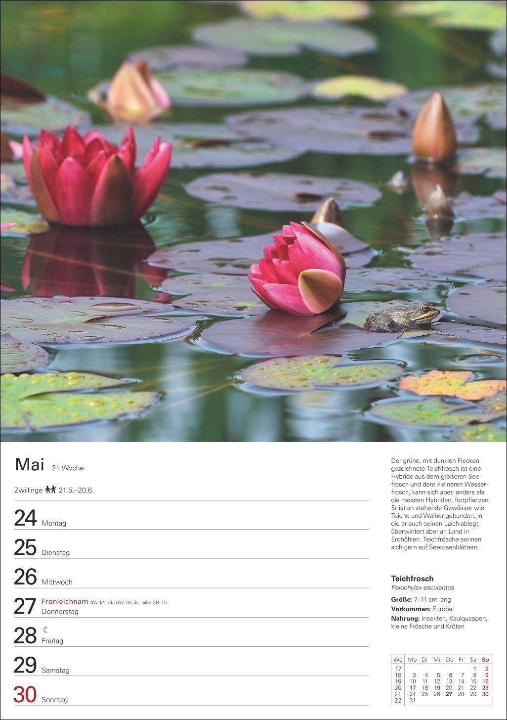 Beispielinhalt (Bild) Heimische Tiere Wochenplaner 2027 - 53 faszinierende Fotografien