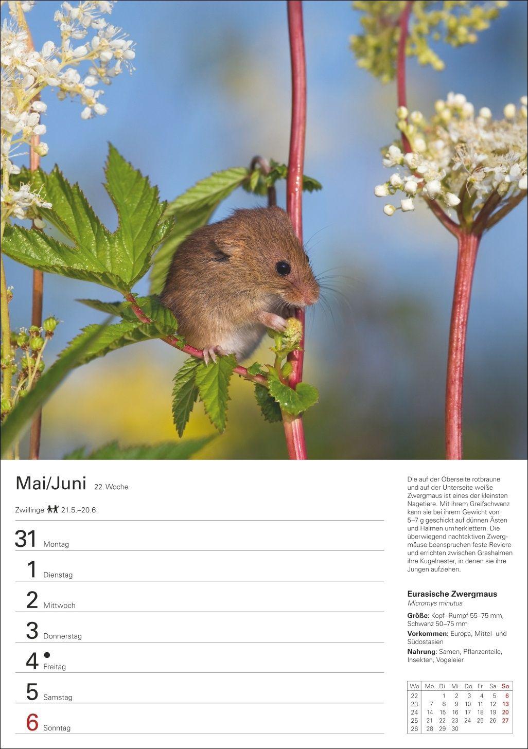 Beispielinhalt (Bild) Heimische Tiere Wochenplaner 2027 - 53 faszinierende Fotografien