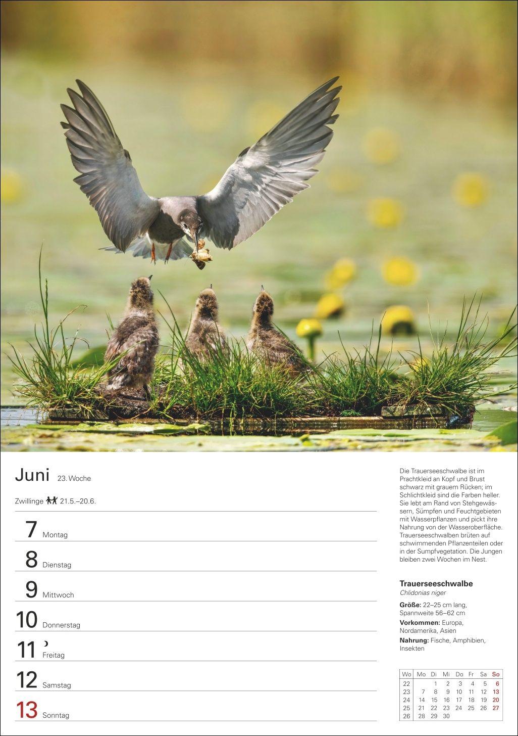 Beispielinhalt (Bild) Heimische Tiere Wochenplaner 2027 - 53 faszinierende Fotografien