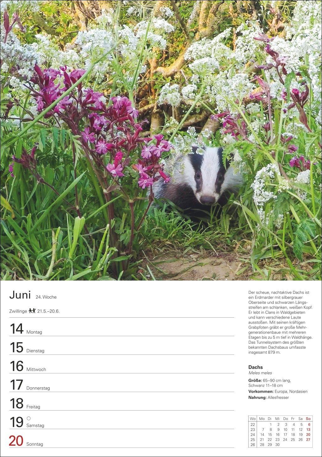 Beispielinhalt (Bild) Heimische Tiere Wochenplaner 2027 - 53 faszinierende Fotografien