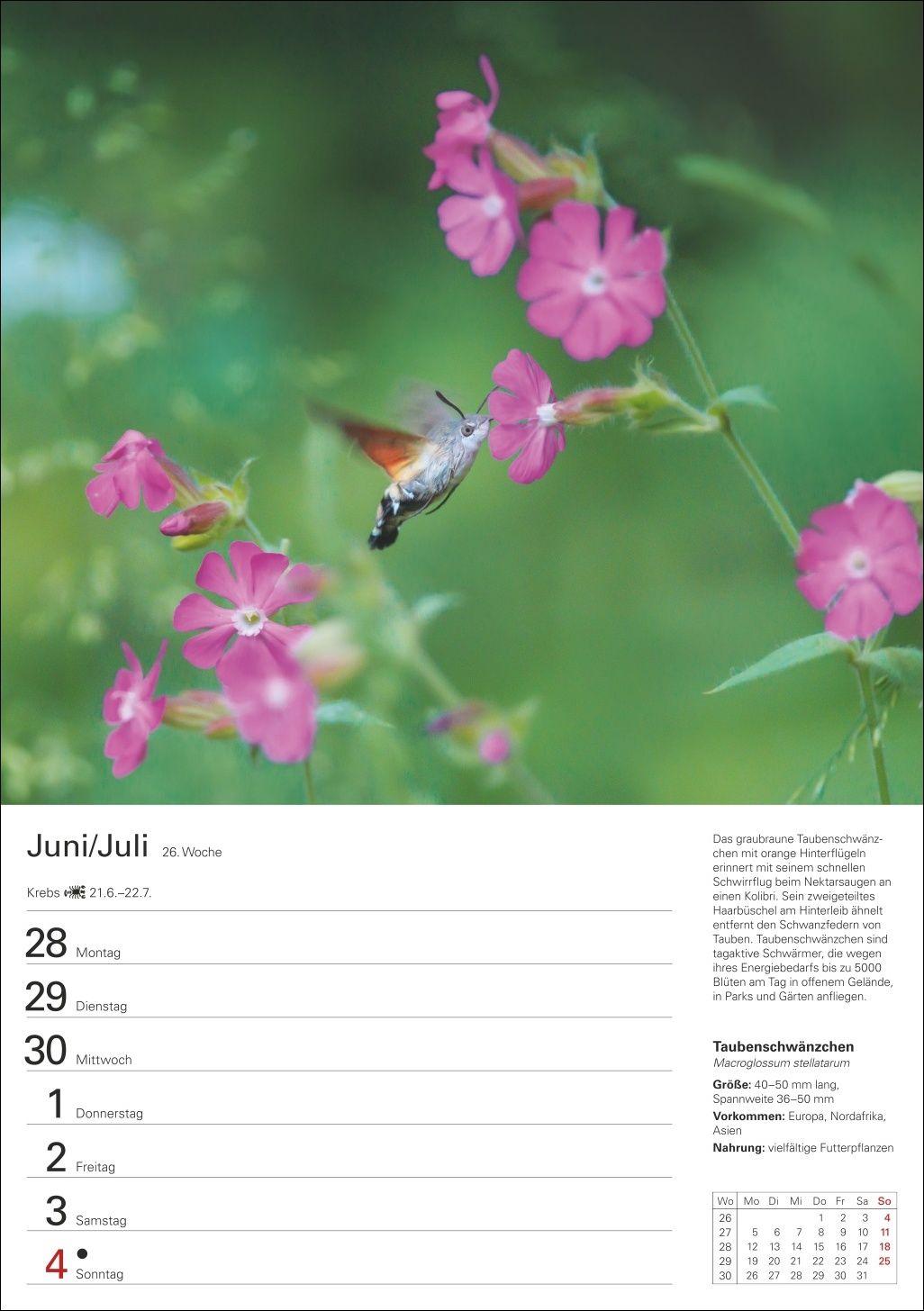 Beispielinhalt (Bild) Heimische Tiere Wochenplaner 2027 - 53 faszinierende Fotografien