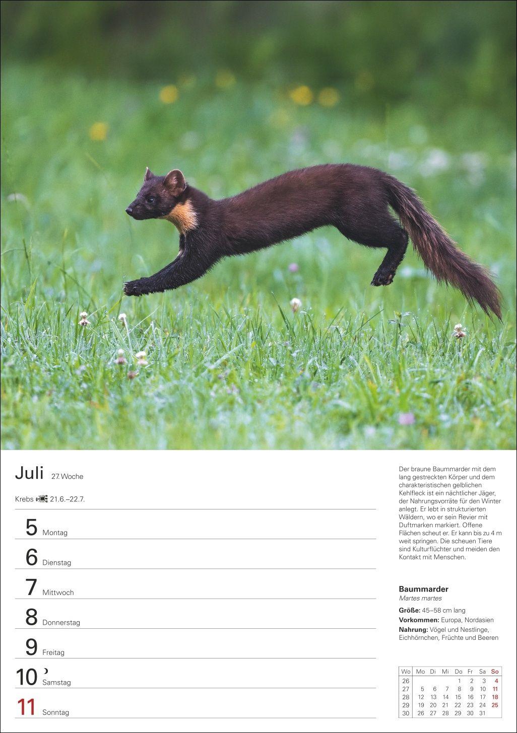 Beispielinhalt (Bild) Heimische Tiere Wochenplaner 2027 - 53 faszinierende Fotografien