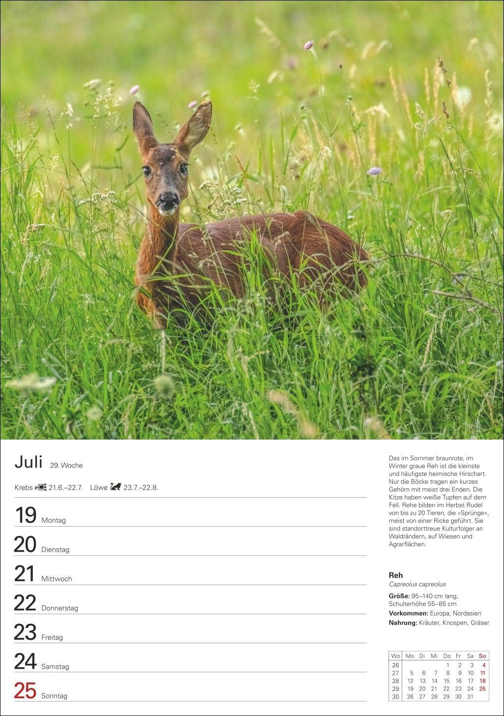 Beispielinhalt (Bild) Heimische Tiere Wochenplaner 2027 - 53 faszinierende Fotografien