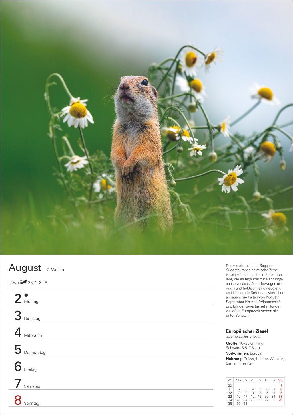 Beispielinhalt (Bild) Heimische Tiere Wochenplaner 2027 - 53 faszinierende Fotografien