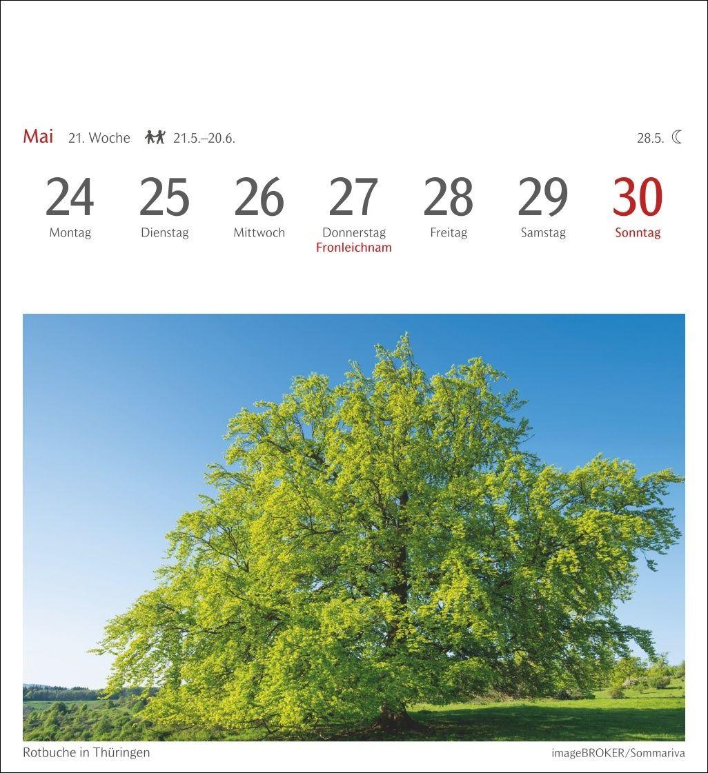 Beispielinhalt (Bild) Bäume Postkartenkalender 2027 - Wochenkalender mit 53 Postkarten