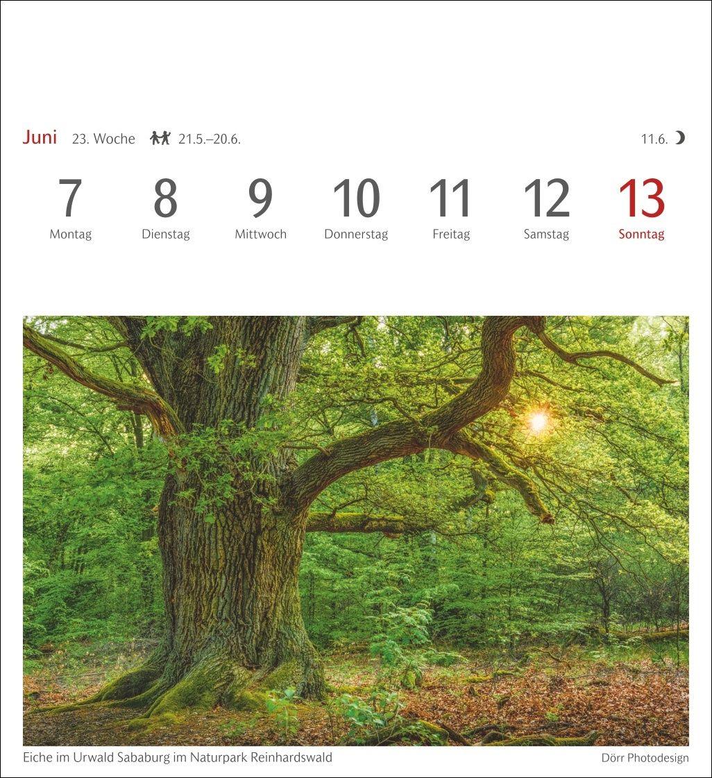 Beispielinhalt (Bild) Bäume Postkartenkalender 2027 - Wochenkalender mit 53 Postkarten