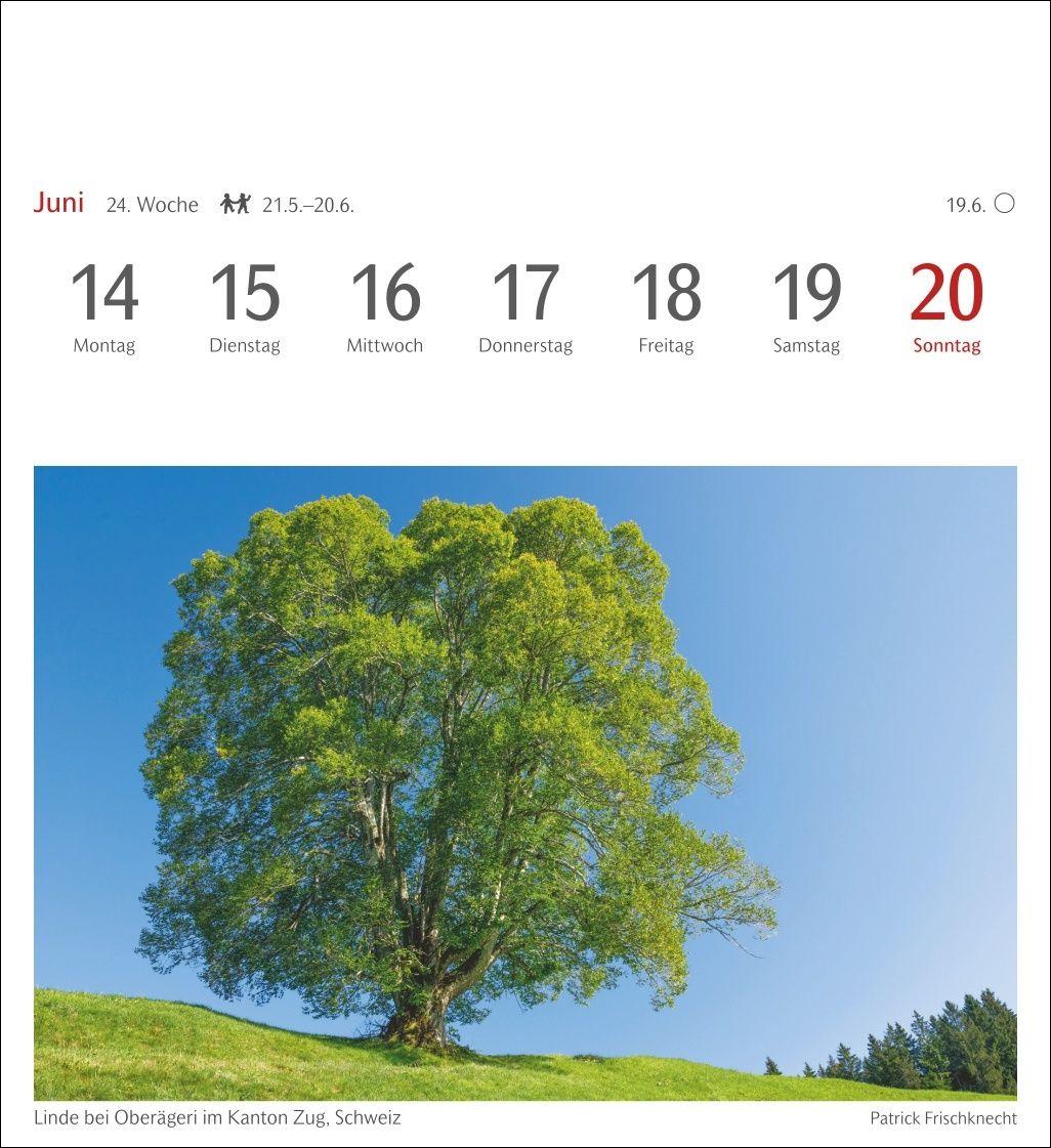 Beispielinhalt (Bild) Bäume Postkartenkalender 2027 - Wochenkalender mit 53 Postkarten