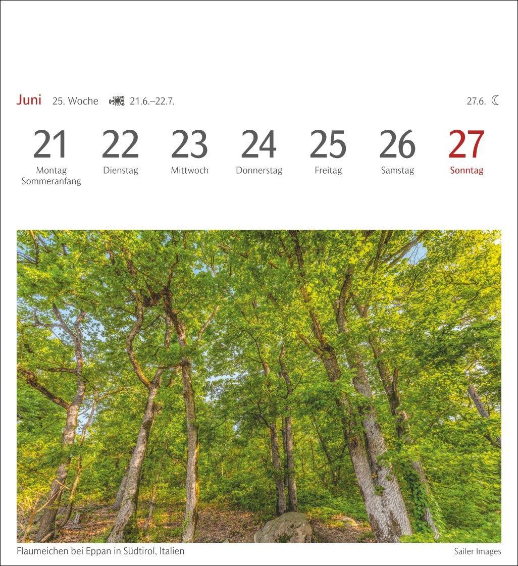 Beispielinhalt (Bild) Bäume Postkartenkalender 2027 - Wochenkalender mit 53 Postkarten